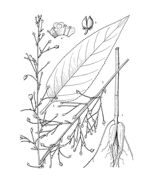 Natural compounds from  Scrophularia ningpoensis